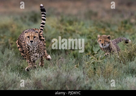 A female cheetah (Acinonyx jubatus) and its cub running, Ndutu, Ngorongoro Conservation Area, Serengeti, Tanzania Stock Photo