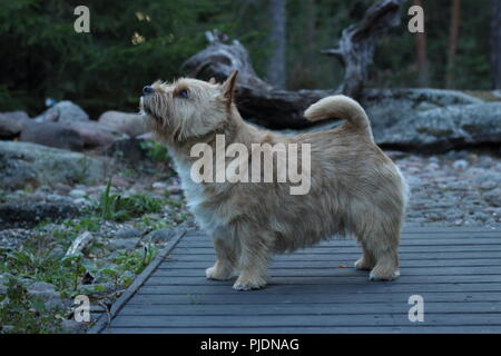 can norwich terrier be white