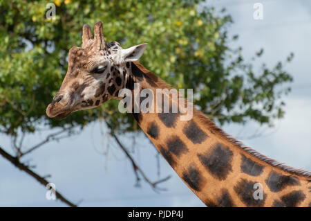 Isolated portrait of a giraffe head and neck against a blue sky with blurred trees. Stock Photo