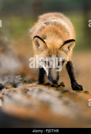 Red Fox walking on an old decaying log, looking for a bite to eat Stock Photo