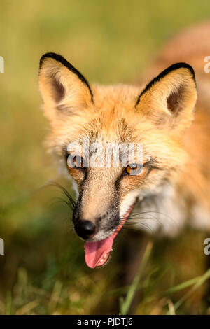 Portrait of a Red Fox on the Andie Ranch in Montana Stock Photo