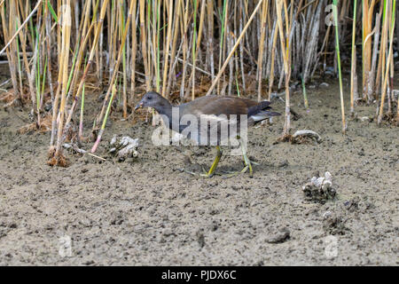 Older moorhen duckling (Gallinula chloropus) walking through dried up marsh land river bed in summer Stock Photo