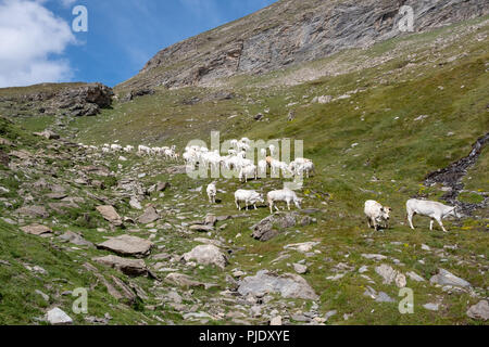 piedmont white cows in italian mountains. Stock Photo
