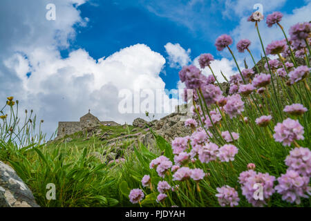 St. Ives, England -  June 2018 : Pink sea thrift flowers and Saint Nicholas Chapel in Saint Ives, Cornwall, UK Stock Photo