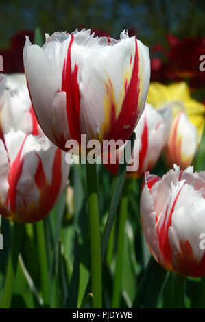 The Flamed Bicolour Patterned Tulip 'Carnaval de Rio' on Display at RHS Garden Harlow Carr, Harrogate, Yorkshire. England, UK. Stock Photo