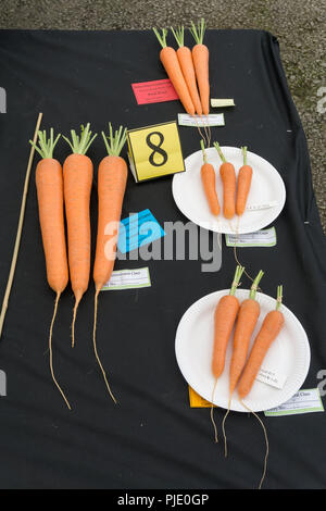 Overhead view of the winners in the carrot class at a horticultural show at Milton Ernest, Bedfordshire, UK Stock Photo