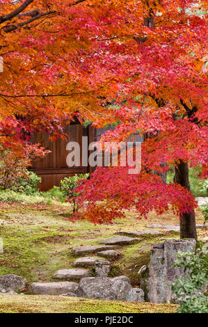 Kyoto, Japan. Colourful autumn foliage in the gardens of the Zen Buddhist temple of Kinkaku-ji (the Golden Pavilion) Stock Photo