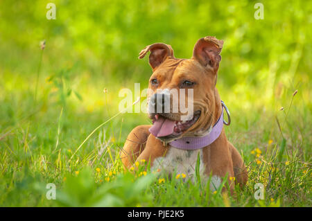 Portrait of a beautiful American Staffordshire Terrier dog sitting on the green grass on a sunny day. Stock Photo