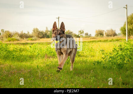 A beautiful German Shepherd dog running on the green grass while holding a ball on a sunny day. Stock Photo