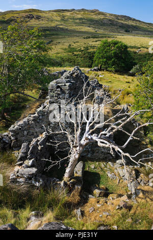 View NW over the roofless ruin of Hafod Fach C17th crogloft (crog-lofft) cottage NW of Hafod y Garreg in the eastern Carneddau, Snowdonia, North Wales Stock Photo