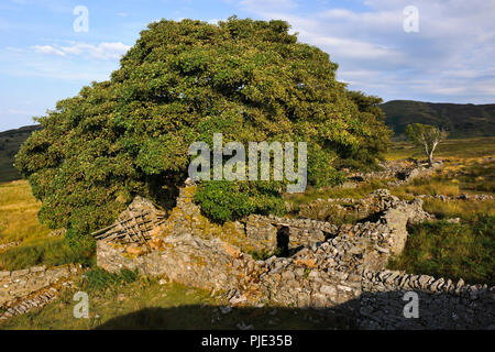 View E over the farmhouse, outbuildings, yards & enclosures at the abandoned upland farmstead of Hafod y Garreg in the eastern Carneddau, to the W of  Stock Photo