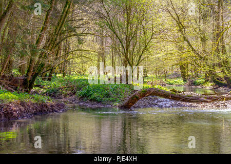 Spring Riparian riparian forest scenery including a idyllic river at spring time Stock ...