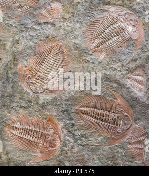 full frame background showing lots of trilobite fossils Stock Photo
