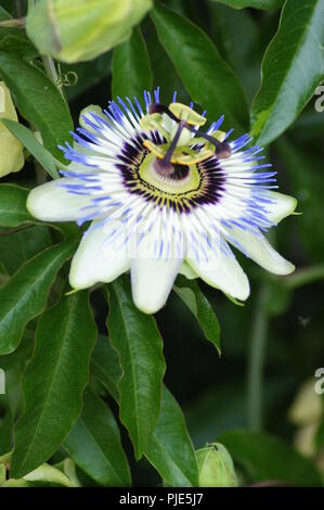 gros plan de fleur indigo de passiflora la fleur de la passion, Passiflora, passion flowers, passion vines, close-up of indigo flower of passiflora la Stock Photo