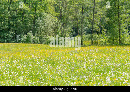 sunny edge of a wood including a flowery meadow at spring time Stock Photo