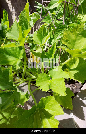 Courgette plant growing in a container. Pot grown Cucurbita pepo ...