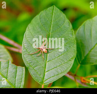 sideways shot of a running crab spider on green leaf Stock Photo