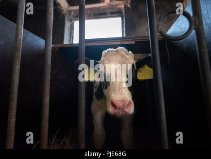 black and white holstein calf looks mournful behind steel bars in farm Stock Photo