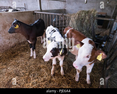 three holstein calves on straw in barn on dutch farm Stock Photo
