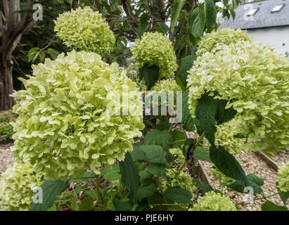 The large flowers of hydrangea Strong Annabelle turn a pale green as they fade into autumn. Stock Photo