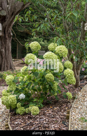 The large flowers of hydrangea Strong Annabelle turn a pale green as they fade into autumn. Stock Photo