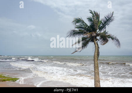 A coconut tree ( Cocos nucifera ) overlooking the rough sea on a cloudy, gloomy day at Anjuna Beach, Goa, India. Stock Photo