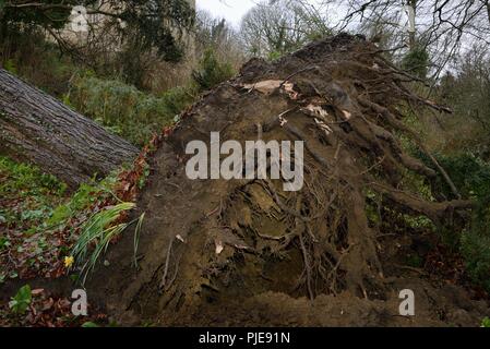 Deodar cedar tree  blown down and uprooted in a storm, Wiltshire, UK, March. Stock Photo