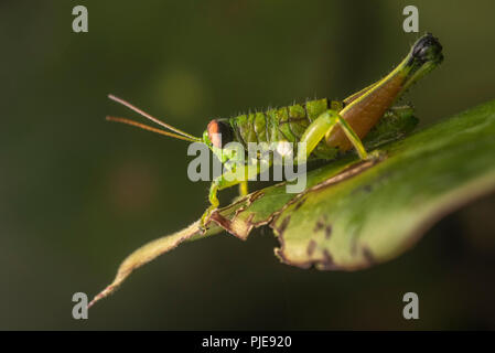 A tropical grasshopper sits on a leaf in the jungle.  This individual is not yet an adult as evidenced by the absence of wings. Stock Photo