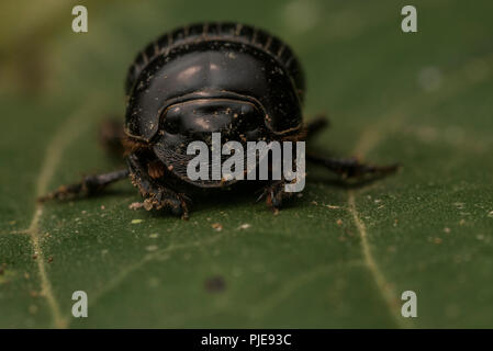 A dung beetle from the Amazon rain forest, photographed in Southern Peru. Stock Photo
