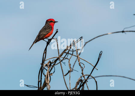 A male vermilion flycatcher (Pyrocephalus rubinus) in Madre de Dios, Peru. Stock Photo