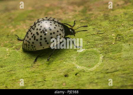 A pleasing fungus beetle from the family Erotylidae, potentially Aegithus burmeisteri crawling along a log in Southern Peru. Stock Photo