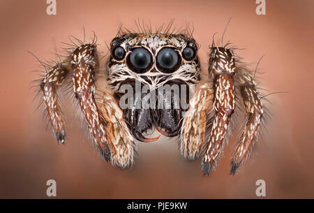 Zebra back spider (Salticus scenicus) high macro view showing eyes, fangs Stock Photo