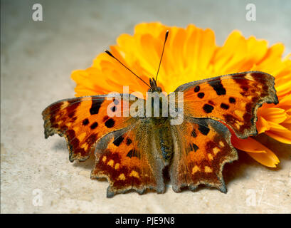 Comma Butterfly, Polygonia c-album, with a marigold flower in sunshine. Note this is a live butterfly, healthy mainly fluttering at the time  Stock Photo