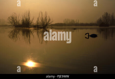 This photo shows a lake near Ticino River with a Swan in it on sunrise.  Parco naturale lombardo della Valle del Ticino. Italy Stock Photo