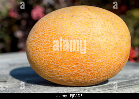 Single fresh ripe melon on wooden table outside Stock Photo