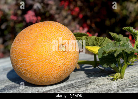 Single fresh ripe melon on wooden table outside Stock Photo