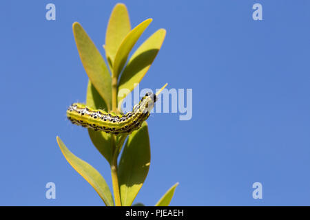 grüne Raupe mit schwarzen Punkten befällt Buchsbaum Stock Photo