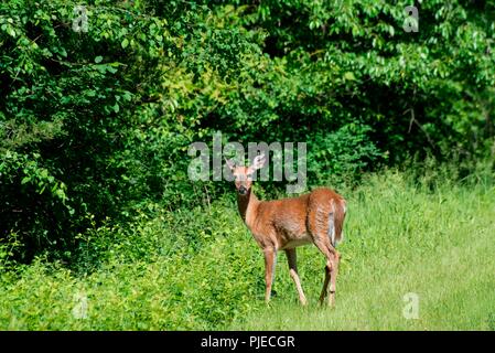 Female juvenile White-tailed deer, Odocoileus virginianus in the forest. Stock Photo