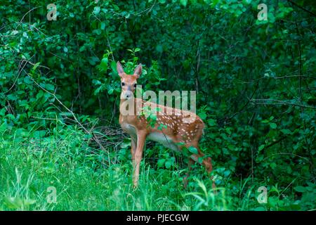 White-tailed deer, Odocoileus virginianus. Fawn hiding in the forest. Stock Photo