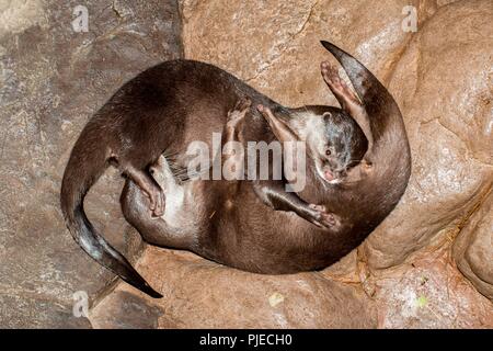 Small-clawed otter; Aonyx cinerea, grooming each other. Stock Photo