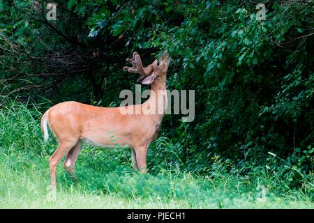 White-tailed deer, Odocoileus virginianus. White-tailed buck with velvet antlers eating the vegetation in the forest. Stock Photo