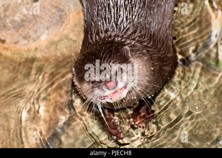 Small-clawed otter; Aonyx cinerea, looking at camera and showing teeth. Stock Photo