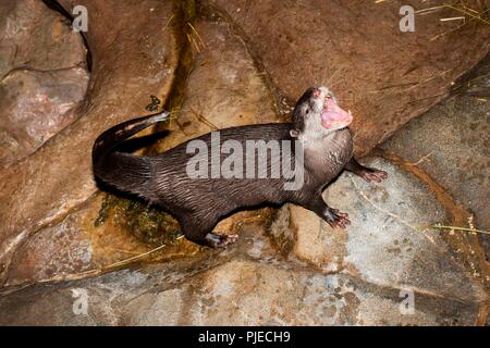 Asian small-clawed otter; Aonyx cinerea. Otter using the toilet after eating fish. They usually designate one area as the toilet and keep the rest of their home clean. Stock Photo