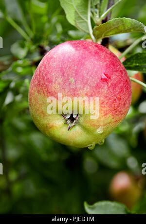 Red apples growing on tree Stock Photo