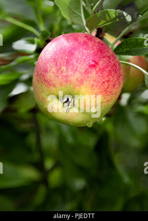 Red apples growing on tree Stock Photo