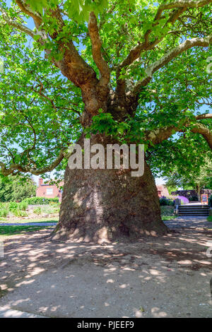 Oriental plane, Platanus orientalis with huge trunk westgate gardens canterbury. Believed to be the oldest in the UK Stock Photo