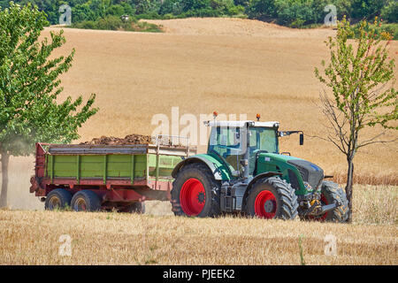 A farmers green tractor with red wheels framed between two trees driving through a wheat field pulling a trailer back to the shed. Stock Photo