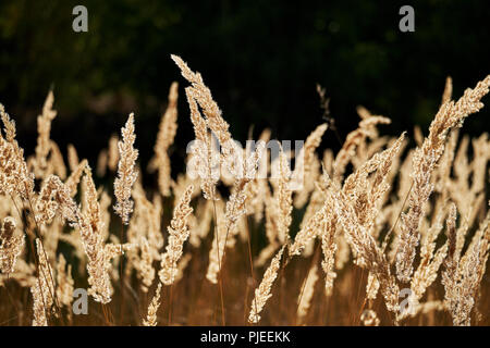 Closeup of wild grass glowing in golden shades from the evening sunrays coming from behind in contrast of a dark, blurry backdrop. Stock Photo