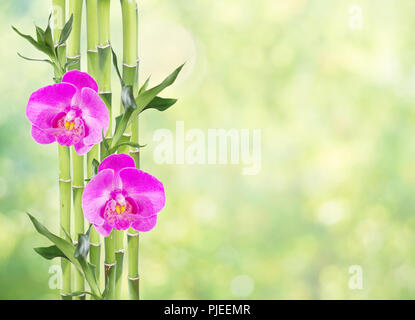 Several stem of Lucky Bamboo (Dracaena Sanderiana) with green leaves and two pink orchid flowers, on natural green background, with copy-space Stock Photo