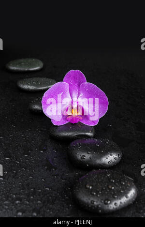 Spa concept with black basalt massage stones arranged chain and purple orchid flower covered with water drops on a black background Stock Photo